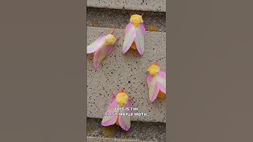 Rosy Maple Moth 🦋 Nature’s Cotton Candy