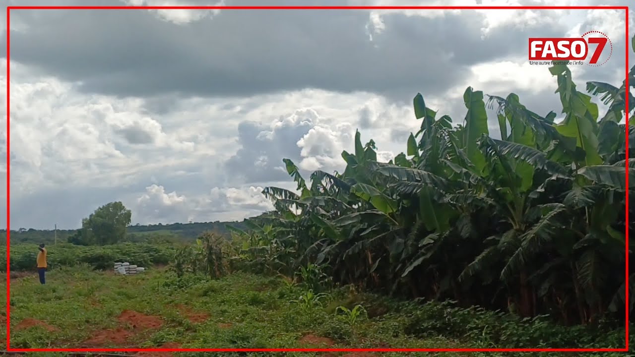 Burkina Faso : Cacao et banane plantain poussent bien à Bobo-Dioulasso