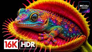 MEGA Colors and Textures | 16K Dolby Vision OLED HDR Test (8K / 4K Video Ultra HD)