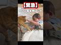 【緊急】見守られていた双子、ついに猫へ手を伸ばしました。