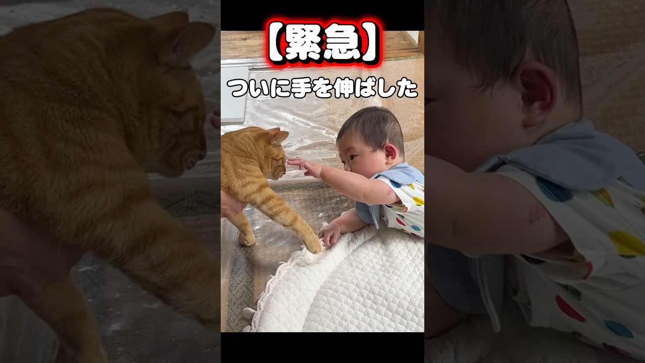 【緊急】見守られていた双子、ついに猫へ手を伸ばしました。