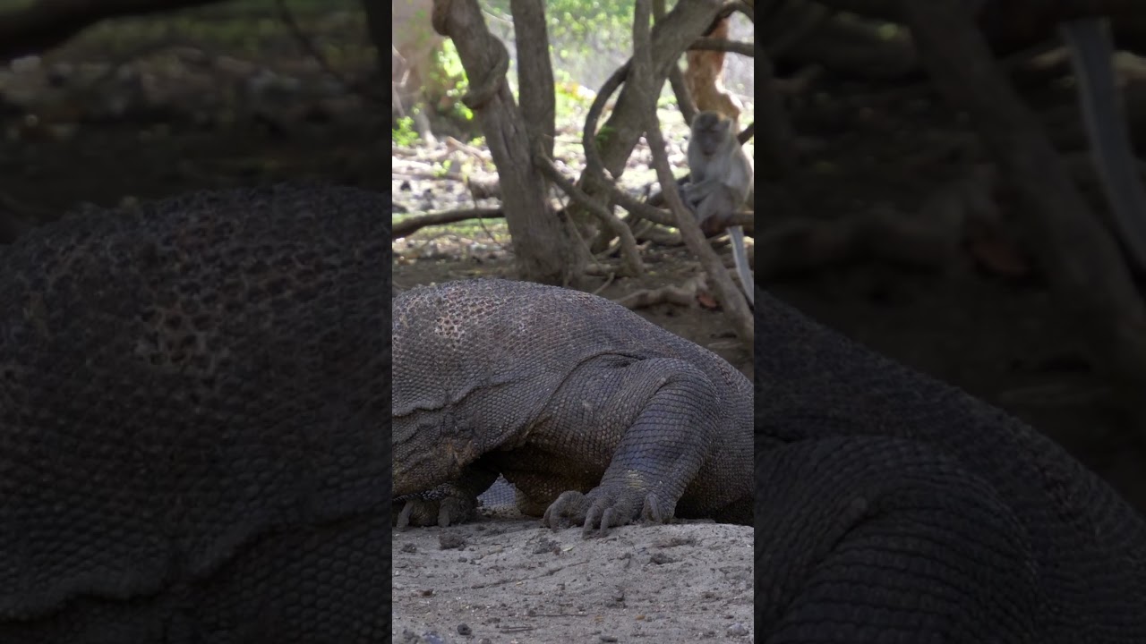 Monkey sitting behind Komodo dragon @ Rinca island, Komodo