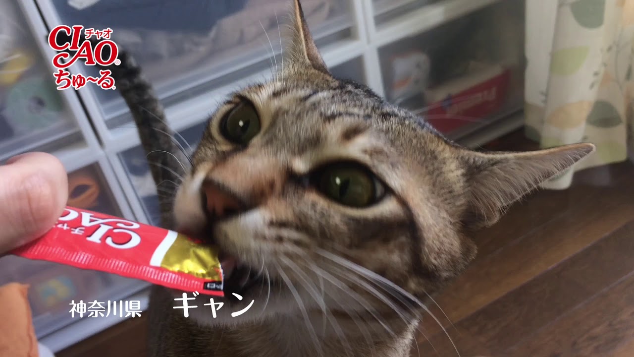 あの 有名cmに愛猫が出演 ちゅーるメーカー で動画を作ろう Peco ペコ