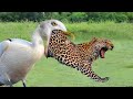 Reverse Attack! Birds of Wisdom Conquer the Threat of the Leopard