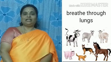 SCTS | 3rd Class | Science | Things around us Part-2