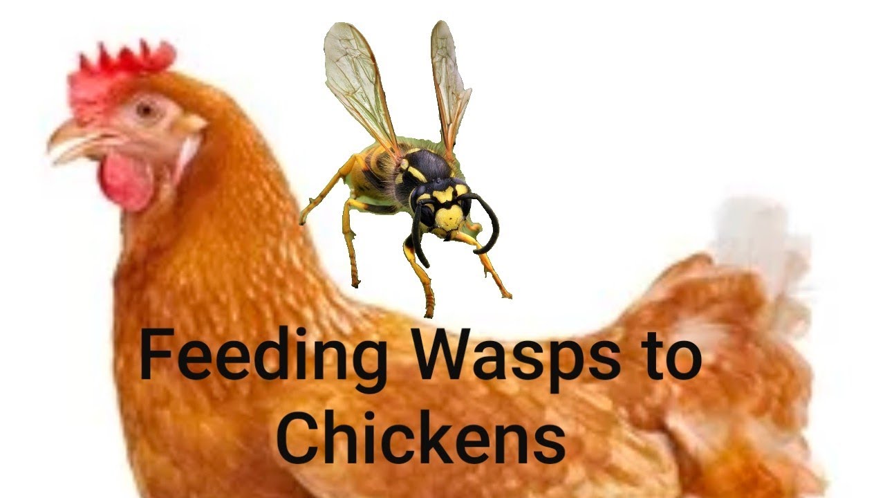 Feeding a Wasp to My Chickens YouTube