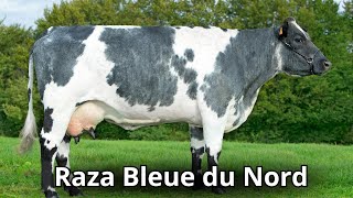 Raza Bleue du Nord: Leche, Carne y Mucho Más by Engormix 6,744 views 1 month ago 9 minutes, 52 seconds
