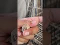 Baby Charcoal Zebra Finch 🐥😍 | Too Cute to Miss 🔥 #shorts