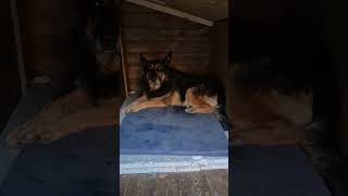 Рексюша сегодня. #овчарка ##немецкаяовчарка #germanshepherd #olddog #dogshorts