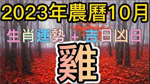 【古柏論命每月運勢 + 吉日凶日】2023年農曆十月(陽曆11/13 ~ 12/12)生肖運勢分享 -  雞 - 天天要聞