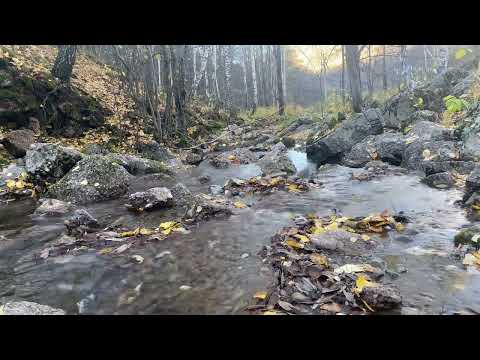 Видео: 40min HD Relaxing - Forest River - mindfulness, ambience, meditation, nature/Релакс, река, лес, вода