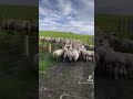 Border collie vs sheep