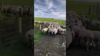 Border collie vs sheep