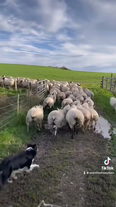 Border collie vs sheep