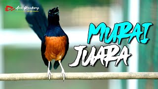 PANCINGAN EMOSI MURAI BATU JUARA ISIAN PEDES SUPER TANDES | SHAMA BIRD