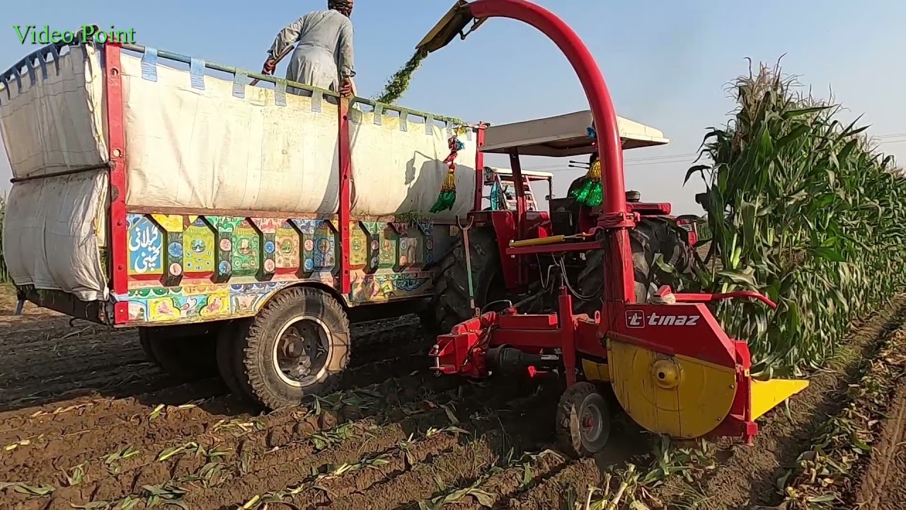 Corn Silage Making in punjab pakistan Chopping Corn Silage for Feed