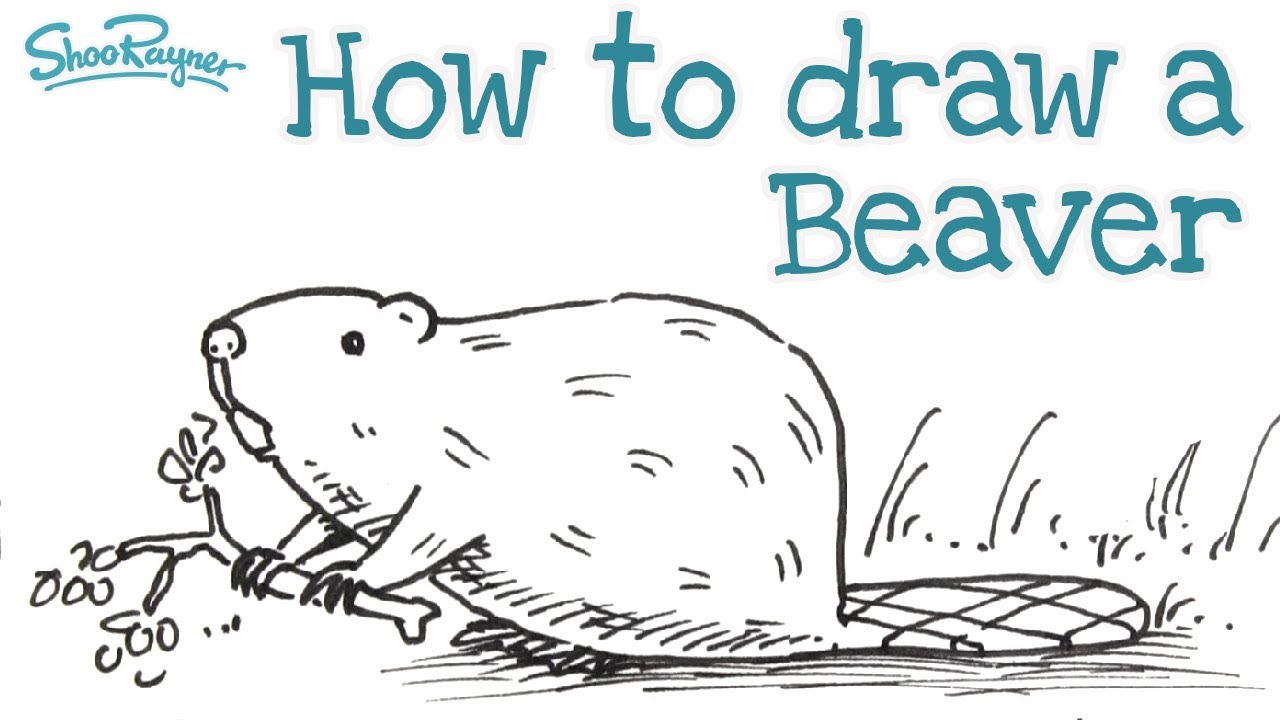 How to draw a beaver - YouTube