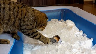 Cat vs Ice Bath Challenge - Can Rory walk on snow?