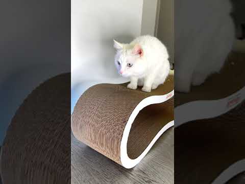 Кошка СОФА ВЫПАЛА ИЗ ОКНА🙀🙀🙀