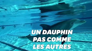 Ce dauphin robot pourrait être l’avenir des parcs animaliers