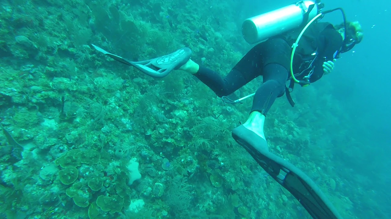 st kitts shark 2 YouTube