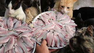 Today so yummy fish for my cats and kitten, Hungry Cat Eating delicious fish, Cat Eating Raw fish