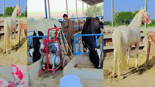 Sari Gay Wanday k Leyia Gma Ho Gainy