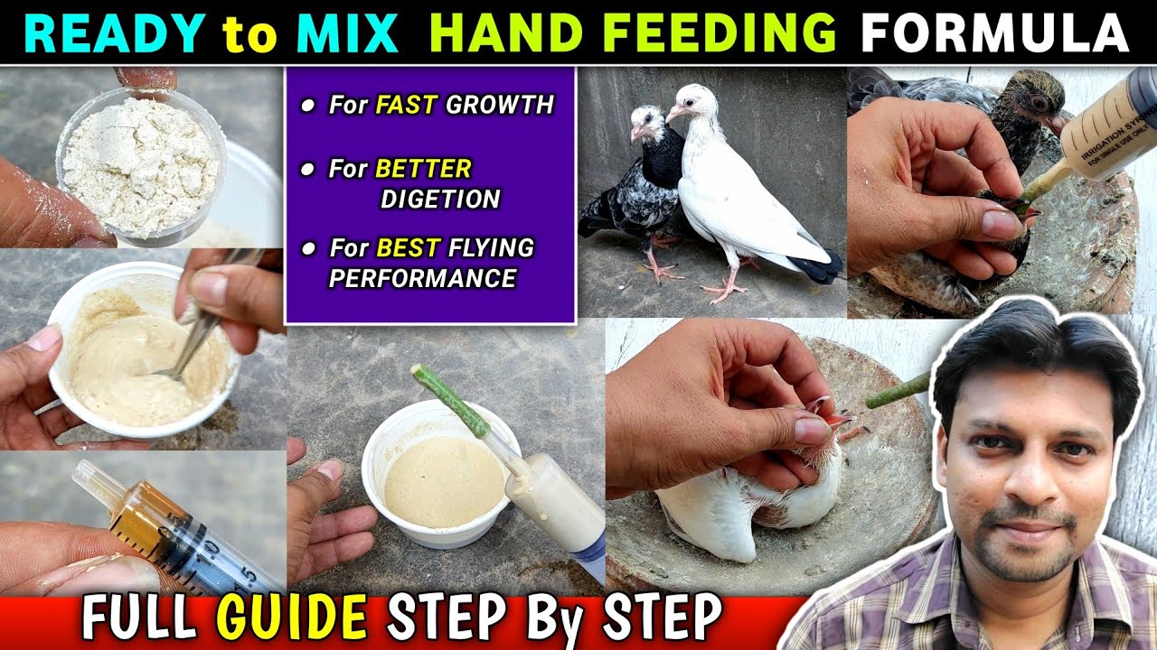 Baby Pigeon Hand Feeding Ready To Mix Formula | Baby Pigeon Food | Pigeon Tips