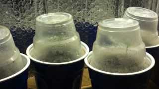 The Social Grow update #2 / Skunk House Genetics......
