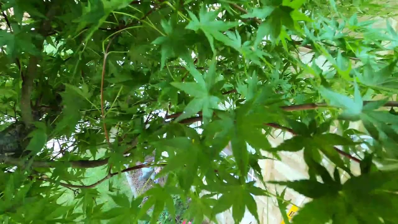 How To Prune a Tree. ISA Certified Arborist