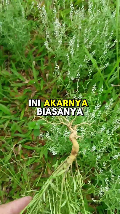Gandapura atau akar wangi #petanihebat #herbalmedicine #tanamanobatherbal