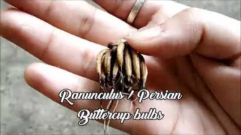 Ranunculus | Persian Buttercup Bulbs | How To Plant and Grow ? | With Updates | Whimsy Crafter - DayDayNews