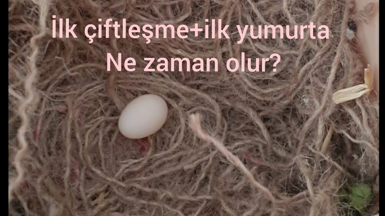 BENGAL İSPİNOZUNDA İLK ÇİFTLEŞMEDEN SONRA İLK YUMURTA NE ZAMAN GELİR?