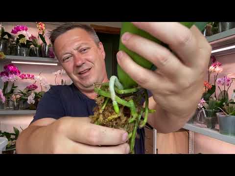 Видео: Как да си направим гофрирана хартиена орхидея