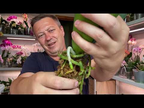 КОРНИ ОРХИДЕЙ помещаем в АНТИБАКТЕРИАЛЬНЫЙ грунт триферн TREE FERN для ...