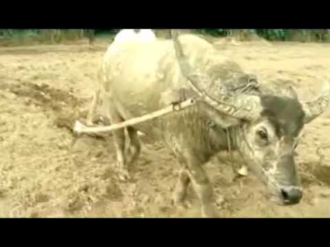 antha pryma ginting   artis ibukota ( lagu karo )