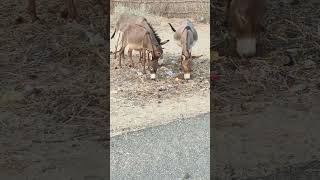 Three Donkey Eating Donkey Meeting Donkey Kong Desert Animals View Female Donkey