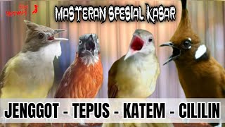 🔴MASTERAN SPESIAL KASAR CILILIN, KAPAS TEMBAK, TEPUS KEPALA ABU, CUCAK JENGGOT cocok buat murai batu