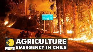 Wildfires ravage Chile, government declares agriculture emergency | WION Climate  | English News screenshot 5