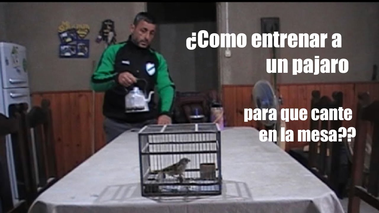 Como entrenar un jilguero?