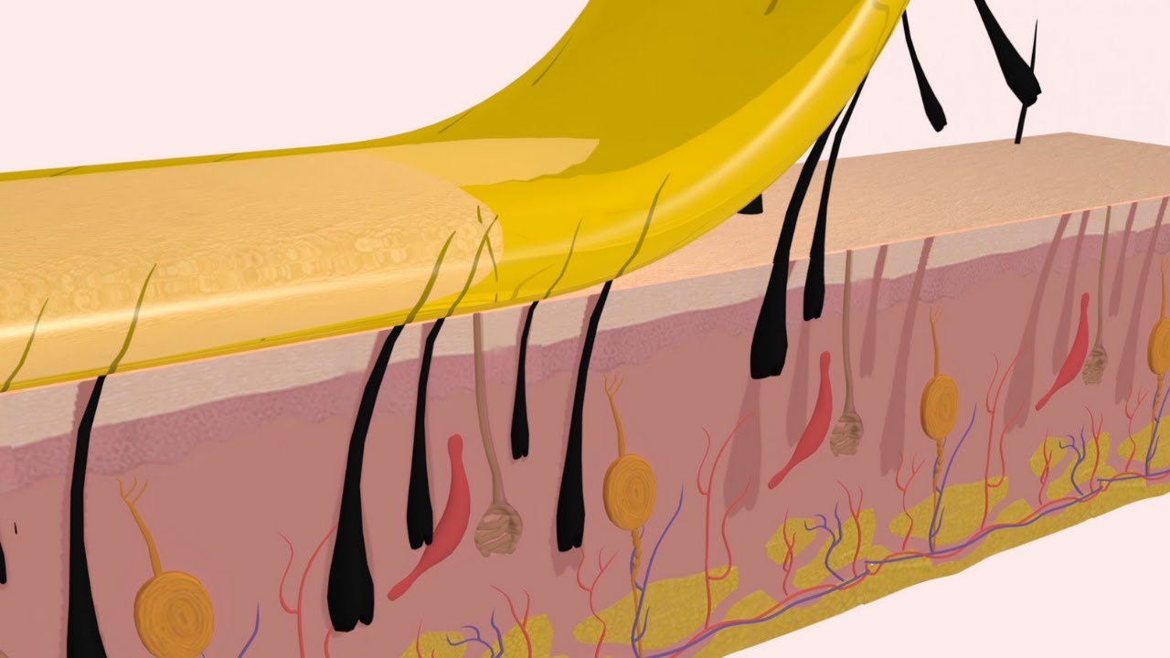 Shaving vs Waxing What's the best for your face? YouTube