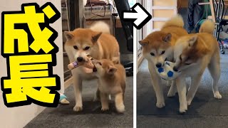 子犬を迎えて6ヶ月…一緒に成長する柴犬姉妹に胸いっぱいになりました