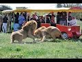 Мои зарисовки к выпуску львов 2016 года. Парк львов Тайган. Release of lions in the savannah 2016