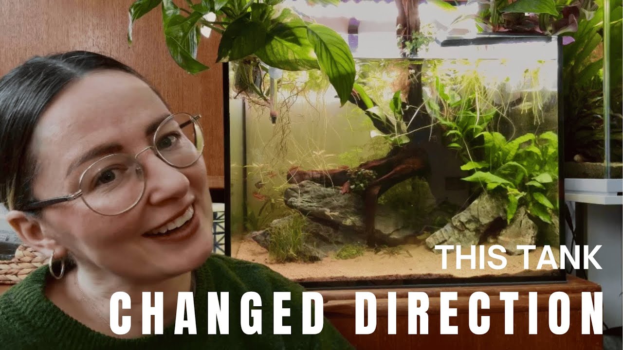My 90l Tank - Full Setup, Fish Choices & how it Changed Direction