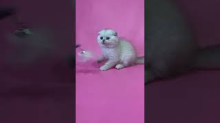 Cameo is a Scottish Fold Kitten in a Lilac Point Fur Coat