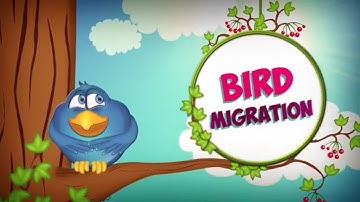 Bird Migration | Bird Facts | Animal Facts for Kids | Bird Facts For Kids | Why Do Birds Migrate?