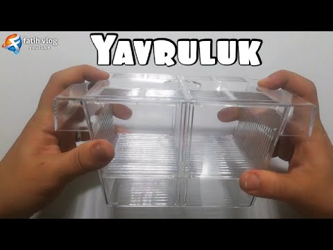Akvaryum için yavruluk