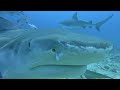 Beqa lagoon resort shark dive monday 24 july 2023