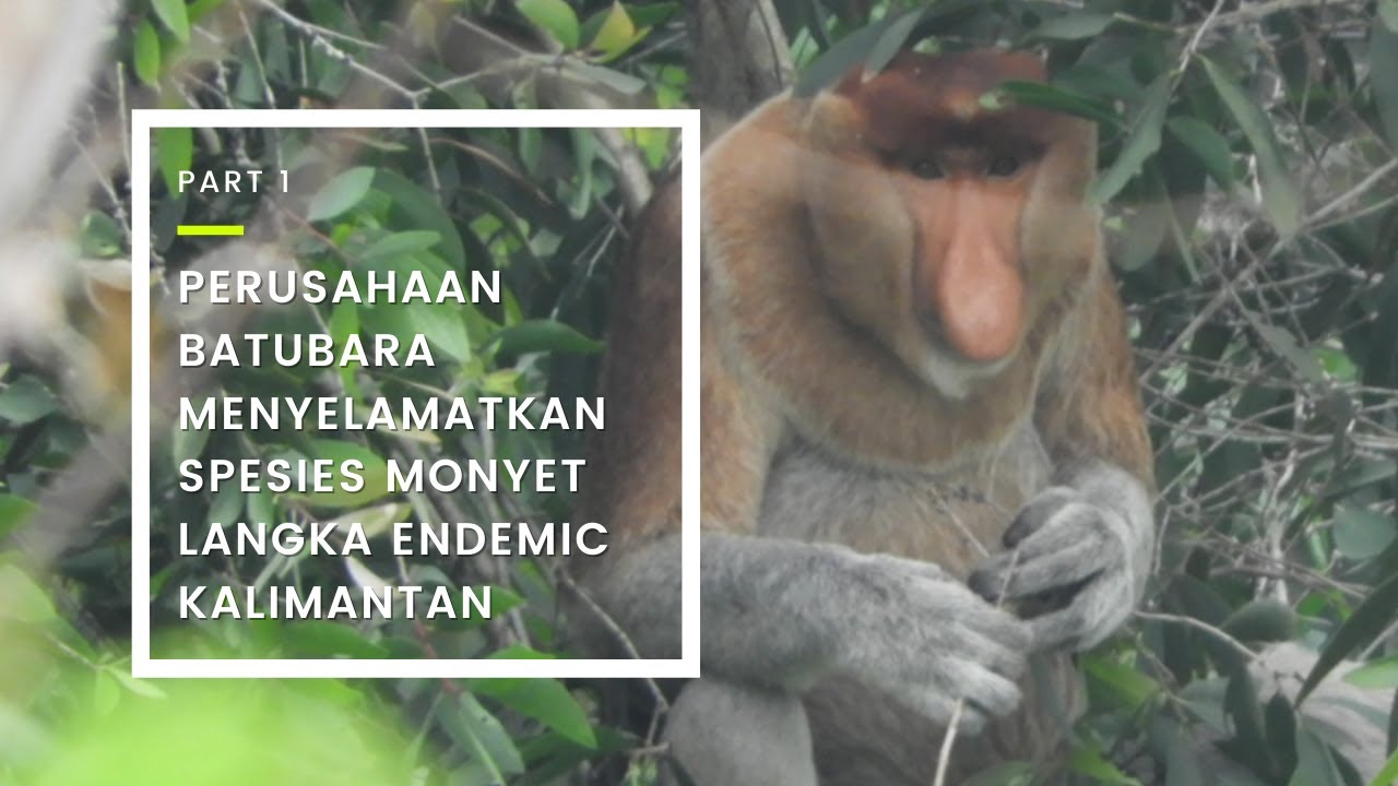 KUNJUNGAN KE EKOWISATA KONSERVASI BEKANTAN PT ANTANG GUNUNG MERATUS BAGIAN 1