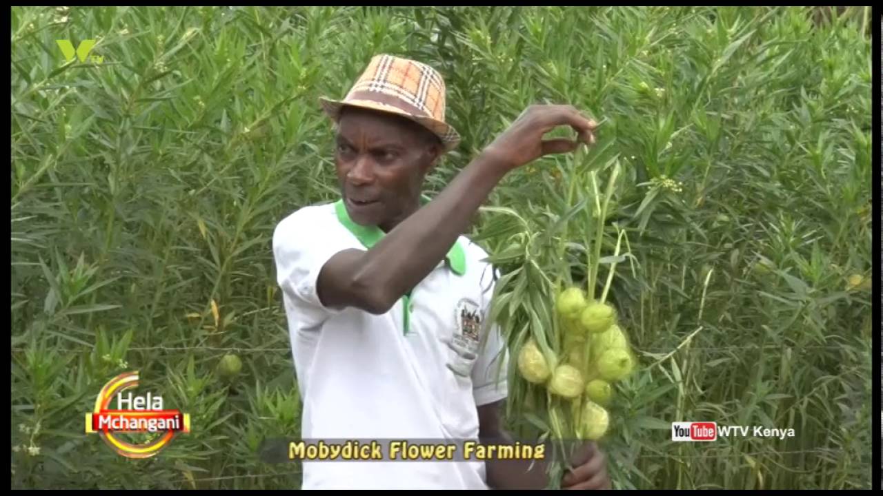 HELA MCHANGANI MOBYDICK FLOWERS